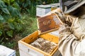 Work in the apiary. Beekeeper taking out a wooden honeycomb frame from a hive to collect honey - Beekeeping concept