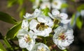 The work of a bee is harvesting in the form of pollen and making honey Royalty Free Stock Photo