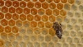 Work bee in hive