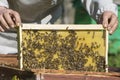 The work of the beekeeper in the apiary. The beekeeper takes out a honeycomb frame with bees from the hive Royalty Free Stock Photo