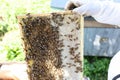 Work of beekeeper in a protective suit on afarm Royalty Free Stock Photo