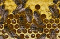 Work bees in hive