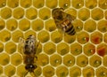 Bees complete work on creating honeycombs. Royalty Free Stock Photo