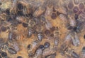 The work of bees on honeycombs in hives in the apiary. A honey-filled frame with honeycombs close-up, a view of worker bees on