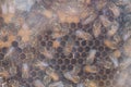 The work of bees on honeycombs in hives in the apiary. A honey-filled frame with honeycombs close-up, a view of worker bees on