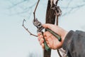 Work in the garden, autumn pruning of grape branches, a woman prunes the extra shoots of grapes Royalty Free Stock Photo