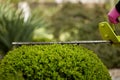 Work in the garden. The gardener is cutting plants. Hedge trimmer works. Hedge trimmer in action. Home and garden concept. Work Royalty Free Stock Photo
