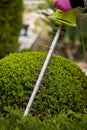 Work in the garden. The gardener is cutting plants. Hedge trimmer works. Hedge trimmer in action. Home and garden concept. Work Royalty Free Stock Photo