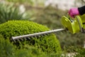 Work in the garden. The gardener is cutting plants. Hedge trimmer works. Hedge trimmer in action. Home and garden concept. Work Royalty Free Stock Photo