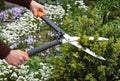 Work in the garden: A gardener is trimming, pruning and shaping boxwood, buxus using hedge shears with blooming flowers, arabis