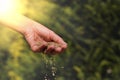 Work in the garden. A woman hand sowing grass seeds. Establishing a lawn