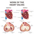 Anatomy of the human heart Royalty Free Stock Photo