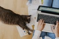 work from home concept - girl with cat Royalty Free Stock Photo