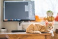 Work from home. Ginger cat sleeping under computer