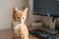 Work from home. Ginger cat sleeping under computer