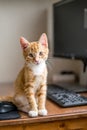 Work from home. Ginger cat sleeping under computer