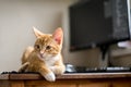 Work from home. Ginger cat sleeping under computer