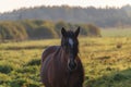 Work horse in beautiful autumn landscape in early sunny morning Royalty Free Stock Photo