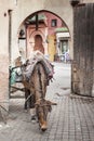 A work horse with a cart is waiting in an alley in Marrakech, Morocco, for the next cartload Royalty Free Stock Photo