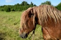 Work horse in a pasture. Royalty Free Stock Photo