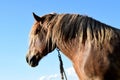 Work horse in a pasture. Royalty Free Stock Photo