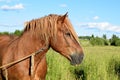 Work horse in a pasture. Royalty Free Stock Photo