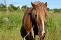 Work horse in a pasture. Royalty Free Stock Photo