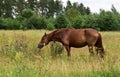 Work horse in a pasture. Royalty Free Stock Photo