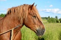 Work horse in a pasture. Royalty Free Stock Photo