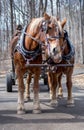 Work horses cuddle as they wait for people to ride Royalty Free Stock Photo