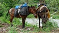 Work horses resting in nature Royalty Free Stock Photo