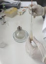 Work in microbiological laboratory. hands in gloves