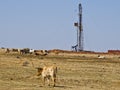 Work Over Rig and Longhorn Cattle