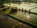 work in rice fields. view from above Royalty Free Stock Photo