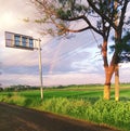 work street savana green nature sky