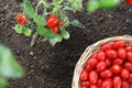 Work in vegetable garden fresh red tomatoes cherry from the plant in wicker basket, close up on soil top view Royalty Free Stock Photo