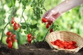 Work in vegetable garden hand picking fresh tomatoes cherry from plants with full wicker basket on soil, close up Royalty Free Stock Photo