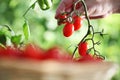 Work in vegetable garden hand picking fresh tomatoes cherry from plants with full wicker basket on soil, close up Royalty Free Stock Photo