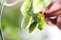 Work in vegetable garden hand touch flower of fresh green unripe tomatoes cherry plant, close up