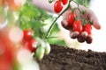 Work in vegetable garden hands full of fresh tomatoes cherry from plant, close up Royalty Free Stock Photo