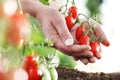Work in vegetable garden hands full of fresh tomatoes cherry from plant, close up Royalty Free Stock Photo