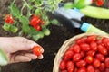 Work in vegetable garden hands picking fresh red tomatoes cherry from the plant with wicker basket, close up on soil top view Royalty Free Stock Photo