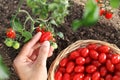 Work in vegetable garden hands picking fresh red tomatoes cherry from the plant with wicker basket, close up on soil top view Royalty Free Stock Photo