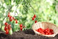 Work in vegetable garden wicker basket full of fresh tomatoes cherry from plants on soil, close up Royalty Free Stock Photo