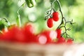 Work in vegetable garden wicker basket full of fresh tomatoes cherry from plants on soil, close up Royalty Free Stock Photo