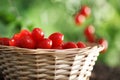 Work in vegetable garden wicker basket full of fresh tomatoes cherry from plants on soil, close up Royalty Free Stock Photo
