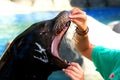 Bucco-dental review of a seal or sea lion Royalty Free Stock Photo