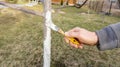 Work on whitewashing of a young apple tree in early spring on a sunny day. The gardener`s hand covers the whitewashed trunk of a