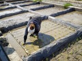 Work woman rice field muslim. A Muslim woman worker works on the rice farm with hijab in Iran, gilan