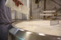 Worker adding culture to milk in curd preparation tank at cheese factory